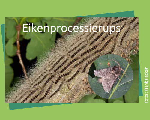 Bild_BWP-Eiche-10