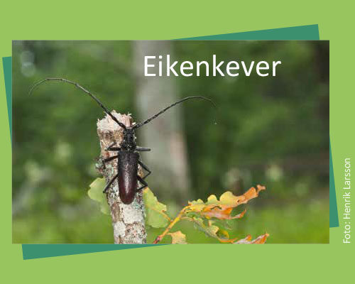 Bild_BWP-Eiche-11