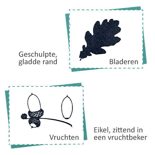 Bild_BWP-Eiche-3
