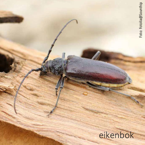 Bild_BWP-Eiche-6