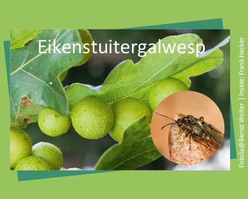 Bild_BWP-Eiche-7