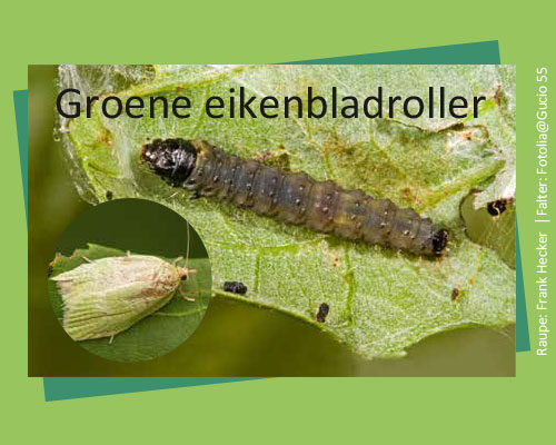 Bild_BWP-Eiche-8