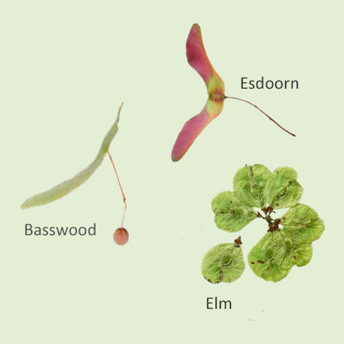 Bild_BWP-EntstehungWald-1