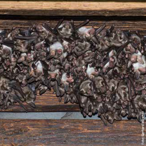 Bild_BWP-Fledermaus-1