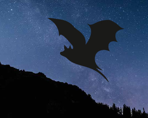 Bild_BWP-Fledermaus-4