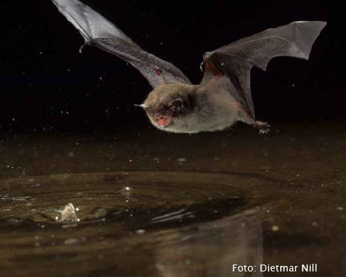 Bild_BWP-Fledermaus-5