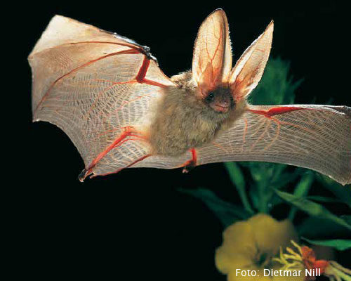 Bild_BWP-Fledermaus-7
