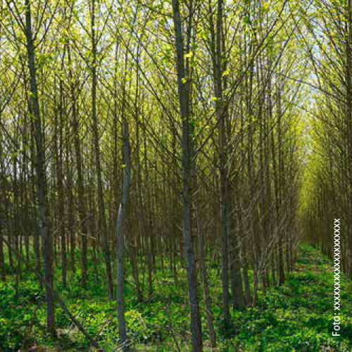 Bild_BWP-Nieder-Hochwald-1