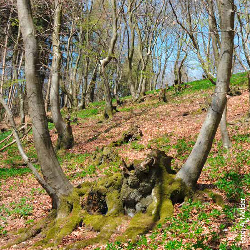 Bild_BWP-Nieder-Hochwald-4