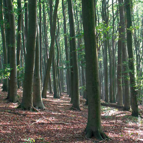 Bild_BWP-Nieder-Hochwald-5