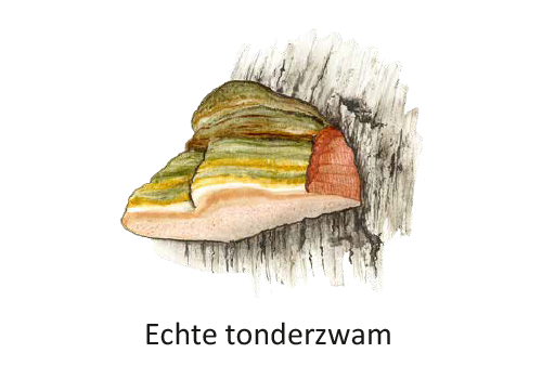 Bild_BWP-Pilze-1