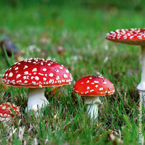 Bild_BWP-Pilze-5
