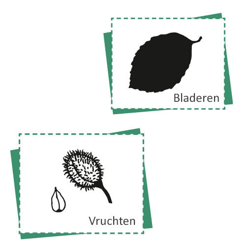 Bild_BWP-Rotbuche-3