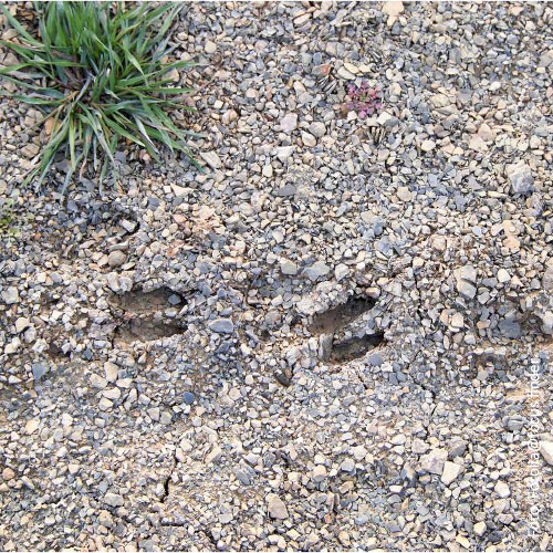 Bild_BWP-Saeugetiere-1