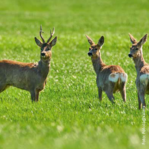 Bild_BWP-Saeugetiere-2