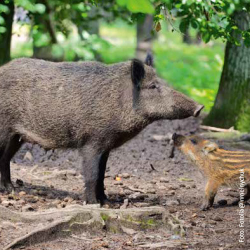 Bild_BWP-Saeugetiere-3