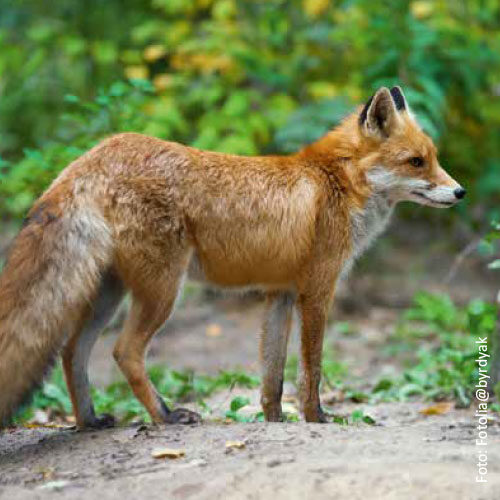 Bild_BWP-Saeugetiere-4