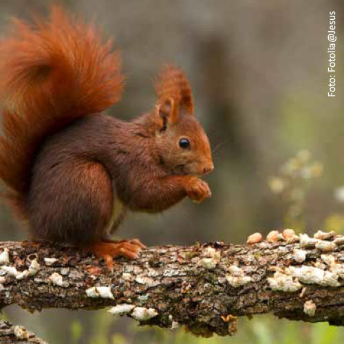 Bild_BWP-Saeugetiere-5