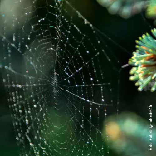 Bild_BWP-Saeugetiere-6