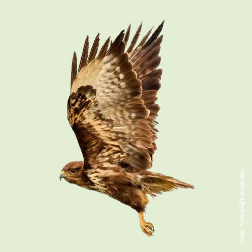 Bild_BWP-Saeugetiere-7