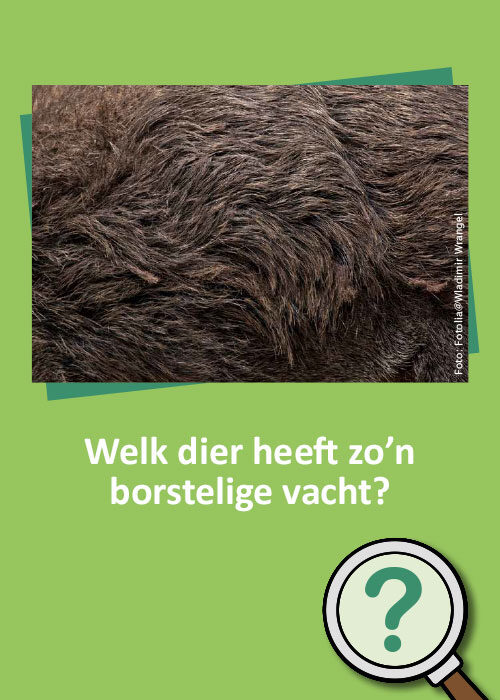 Bild_BWP-Saeugetiere-9
