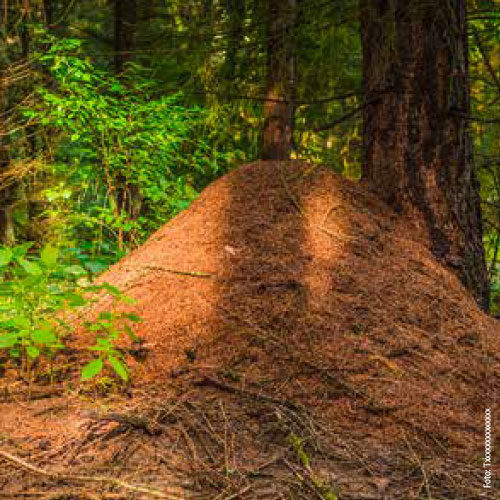 Bild_BWP-Totholz-5