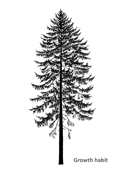 Bild_BWP_Baumarten-13-eng