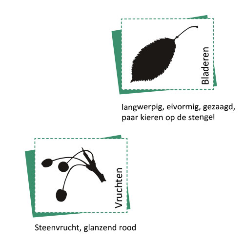 Bild_BWP_Baumarten-2