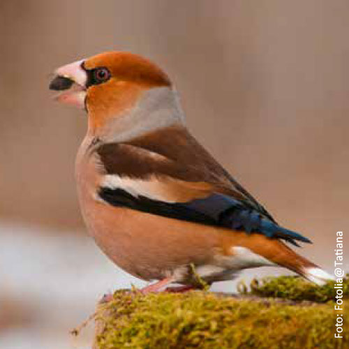 Bild_BWP_Baumarten-3