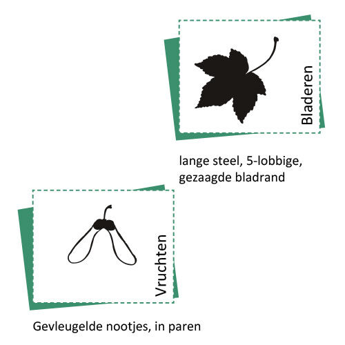 Bild_BWP_Baumarten-8