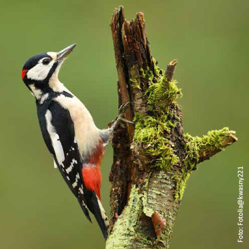 Bild_BWP-Spechte-2
