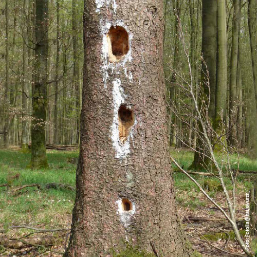 Bild_BWP-Spechte-5